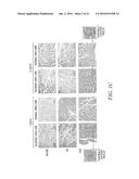 Use Of Unacylated Ghrelin, Fragments And Analogs Thereof As Antioxidant diagram and image