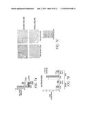 Use Of Unacylated Ghrelin, Fragments And Analogs Thereof As Antioxidant diagram and image