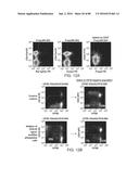 METHODS FOR INDUCING PARTIAL APOPTOSIS USING CASPASE POLYPEPTIDES diagram and image