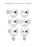 METHODS FOR INDUCING PARTIAL APOPTOSIS USING CASPASE POLYPEPTIDES diagram and image