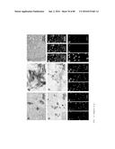 METHODS FOR INDUCING PARTIAL APOPTOSIS USING CASPASE POLYPEPTIDES diagram and image