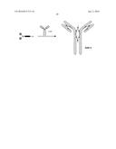 NOVEL ANTIBODY-DRUG CONJUGATES AND THE USE OF SAME IN THERAPY diagram and image