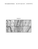 POLY(OLIGOETHYLENE GLYCOL METHACRYLATE) HYDROGEL COMPOSITIONS, AND METHODS     OF USE THEREOF diagram and image