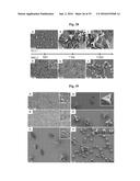 METAL-ORGANIC MATERIALS AND METHOD FOR PREPARATION diagram and image