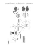 BIOORTHOGONAL METHODS AND COMPOUNDS diagram and image