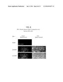 SINGLE DOMAIN TDF-RELATED COMPOUNDS AND ANALOGS THEREOF diagram and image