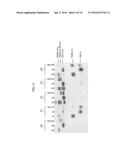 PROTEIN IN WHICH ELECTRICAL INTERACTION IS INTRODUCED WITHIN HYDROPHOBIC     INTERACTION SITE AND PREPARATION METHOD THEREFOR diagram and image