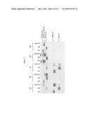 PROTEIN IN WHICH ELECTRICAL INTERACTION IS INTRODUCED WITHIN HYDROPHOBIC     INTERACTION SITE AND PREPARATION METHOD THEREFOR diagram and image