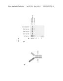 PROTEIN IN WHICH ELECTRICAL INTERACTION IS INTRODUCED WITHIN HYDROPHOBIC     INTERACTION SITE AND PREPARATION METHOD THEREFOR diagram and image