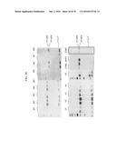 PROTEIN IN WHICH ELECTRICAL INTERACTION IS INTRODUCED WITHIN HYDROPHOBIC     INTERACTION SITE AND PREPARATION METHOD THEREFOR diagram and image