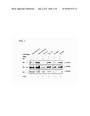 METHOD FOR INHIBITING CELL GROWTH USING ANTI-ERBB-3 ANTIBODIES diagram and image