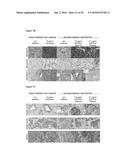 ANTIBODY BINDING SITES SPECIFIC FOR EGFRvIII diagram and image