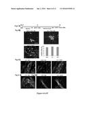 Methods of Maintaining, Expanding and Differentiating Neuronal Subtype     Specific Progenitors diagram and image