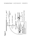 CHEMICALLY MODIFIED SHORT INTERFERING NUCLEIC ACID MOLECULES THAT MEDIATE     RNA INTERFERENCE diagram and image