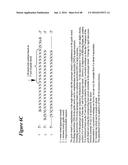 CHEMICALLY MODIFIED SHORT INTERFERING NUCLEIC ACID MOLECULES THAT MEDIATE     RNA INTERFERENCE diagram and image