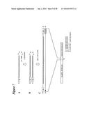 CHEMICALLY MODIFIED SHORT INTERFERING NUCLEIC ACID MOLECULES THAT MEDIATE     RNA INTERFERENCE diagram and image