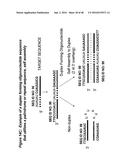 CHEMICALLY MODIFIED SHORT INTERFERING NUCLEIC ACID MOLECULES THAT MEDIATE     RNA INTERFERENCE diagram and image