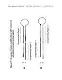 CHEMICALLY MODIFIED SHORT INTERFERING NUCLEIC ACID MOLECULES THAT MEDIATE     RNA INTERFERENCE diagram and image