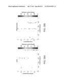 RECOMBINANT PROTEIN PRODUCTION IN HETEROLOGOUS SYSTEMS diagram and image