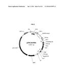 RHIZOMANIA-RESISTANT GENE diagram and image