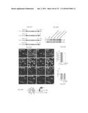 DELIVERY, ENGINEERING AND OPTIMIZATION OF SYSTEMS, METHODS AND     COMPOSITIONS FOR TARGETING AND MODELING DISEASES AND DISORDERS OF POST     MITOTIC CELLS diagram and image