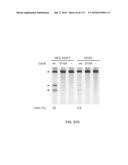 DELIVERY, ENGINEERING AND OPTIMIZATION OF SYSTEMS, METHODS AND     COMPOSITIONS FOR TARGETING AND MODELING DISEASES AND DISORDERS OF POST     MITOTIC CELLS diagram and image