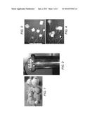 INDIVIDUALLY TRACEABLE MULTI-FUNCTIONAL CARRIER PARTICLES FOR VALIDATION     OF CONTINUOUS FLOW THERMAL PROCESSING OF PARTICLE-CONTAINING FOODS AND     BIOMATERIALS diagram and image