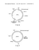 METHOD OF OBTAINING EPIGENETIC INFORMATION OF CELL, METHOD OF DETERMINING     CHARACTERISTICS OF CELL, METHOD OF DETERMINING DRUG SENSITIVITY OR     SELECTING TYPE OF DRUG OR IMMUNOTHERAPEUTIC AGENT, METHOD OF DIAGNOSING     DISEASE, SELF-REPLICATING VECTOR, ASSAY KIT AND ANALYTIC DEVICE diagram and image