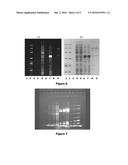 INSTANT VIEW OF PROTEIN BANDS diagram and image