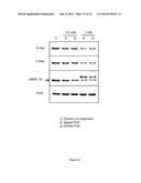 PHARMACEUTICAL COMPOSITIONS COMPRISING MONOTERPENES diagram and image