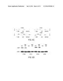 USE OF DIANHYDROGALACTITOL AND ANALOGS AND DERIVATIVES THEREOF TO TREAT     RECURRENT MALIGNANT GLIOMA OR PROGRESSIVE SECONDARY BRAIN TUMOR diagram and image