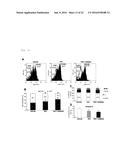 NOVEL USE FOR PAI-1 INHIBITOR diagram and image