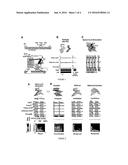 PHARMACOLOGICAL STIMULATION TO FACILITATE AND RESTORE STANDING AND WALKING     FUNCTIONS IN SPINAL CORD MOTOR DISORDERS diagram and image