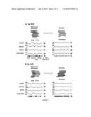 PHARMACOLOGICAL STIMULATION TO FACILITATE AND RESTORE STANDING AND WALKING     FUNCTIONS IN SPINAL CORD MOTOR DISORDERS diagram and image