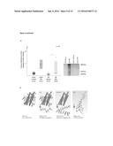 INHIBITORS OF ADAMTS4 OR ADAMTS5 FOR USE IN PREVENTING OR TREATING CARDIAC     REMODELING AND CHRONIC HEART FAILURE diagram and image