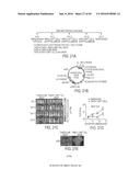 HUMAN APPLICATION OF ENGINEERED CHIMERIC ANTIGEN RECEPTOR (CAR) T-CELLS diagram and image