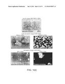 EXTRUDED NON-REPLICATING PROBIOTIC MICRO-ORGANISMS AND THEIR HEALTH     BENEFITS diagram and image