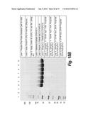 METHODS AND COMPOSITIONS FOR CNS DELIVERY OF IDURONATE-2-SULFATASE diagram and image