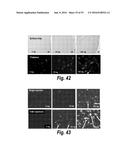 METHODS AND COMPOSITIONS FOR CNS DELIVERY OF IDURONATE-2-SULFATASE diagram and image