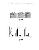 METHODS AND COMPOSITIONS FOR CNS DELIVERY OF IDURONATE-2-SULFATASE diagram and image