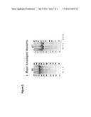 VACCINES COMPRISING LEISHMANIA POLYPEPTIDES FOR THE TREATMENT AND     DIAGNOSIS OF LEISHMANIASIS diagram and image