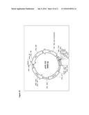 IMMUNOMODULATORY MINICELLS AND METHODS OF USE diagram and image