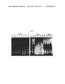 COMPOSITIONS FOR IMMUNISING AGAINST STAPHYLOCOCCUS AUREUS diagram and image