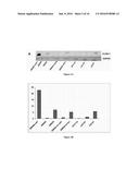 Anti-Claudin 1 Antibodies for Use in the Treatment of Colorectal Cancer diagram and image