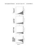 Anti-Claudin 1 Antibodies for Use in the Treatment of Colorectal Cancer diagram and image