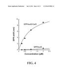 AFFINITY TAGS AND PROCESSES FOR PURIFYING AND IMMOBILIZING PROTEINS USING     SAME diagram and image