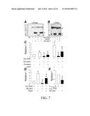 REGULATION OF SODIUM CHANNELS BY PLUNC PROTEINS diagram and image