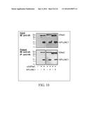 REGULATION OF SODIUM CHANNELS BY PLUNC PROTEINS diagram and image