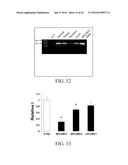 REGULATION OF SODIUM CHANNELS BY PLUNC PROTEINS diagram and image