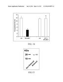 REGULATION OF SODIUM CHANNELS BY PLUNC PROTEINS diagram and image